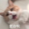 萌宠 喵星人 救命啊 救我啊 呆萌 可爱