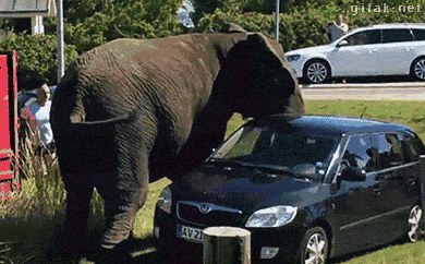 大象 发飙 可怕 吓尿 力气大 翻车 动物 车