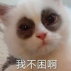萌宠 猫星人 我不困啊 黑眼圈 呆萌 可爱