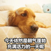 萌宠 汪星人 今天依然是朝气蓬勃的一天 自信满满 搞怪 逗