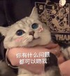萌宠 猫星人 你有什么问题可以吻我 害羞 呆萌 可爱