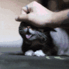 猫咪 抚摸 呆萌 伸舌头