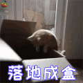 萌宠 猫 猫咪 吃鸡 落地成盒 soogif soogif出品
