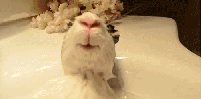动物 小兔子 洗澡 可爱