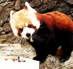 红熊猫 动物 吃 熊猫 把握
