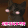 soogif soogif出品 是谁在叫本可爱 猫 可爱 萌