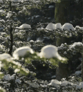 松树 雪盖 融化 小雪 美景 自然 冬天