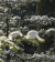 松树 雪盖 融化 小雪 美景 自然 冬天