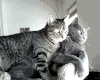猫咪 依偎 可爱 萌萌哒