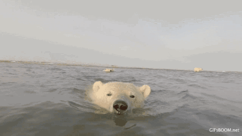 北极熊 动物 海洋  漂亮