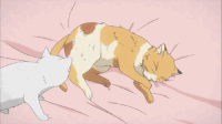 猫咪 睡觉 依偎 有爱