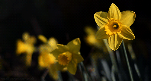 花朵 黄色 摇晃 自然 花芯