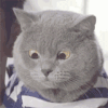 猫咪 疑问 可爱 搞笑