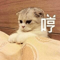 萌宠 猫咪 猫 喵星人 哼 生气