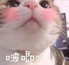 萌宠 猫星人 啵唧 爱你 呆萌 可爱