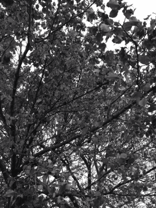 树 trees nature 黑白