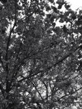 树 trees nature 黑白