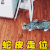 萌宠 猫咪 猫 吃鸡 蛇皮 走位 soogif soogif出品