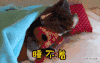 失眠了 睡不着