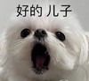 萌宠 汪星人 好的 儿子 呆萌 可爱