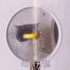 动态图 萌宠 喵星人 猫咪 搞怪