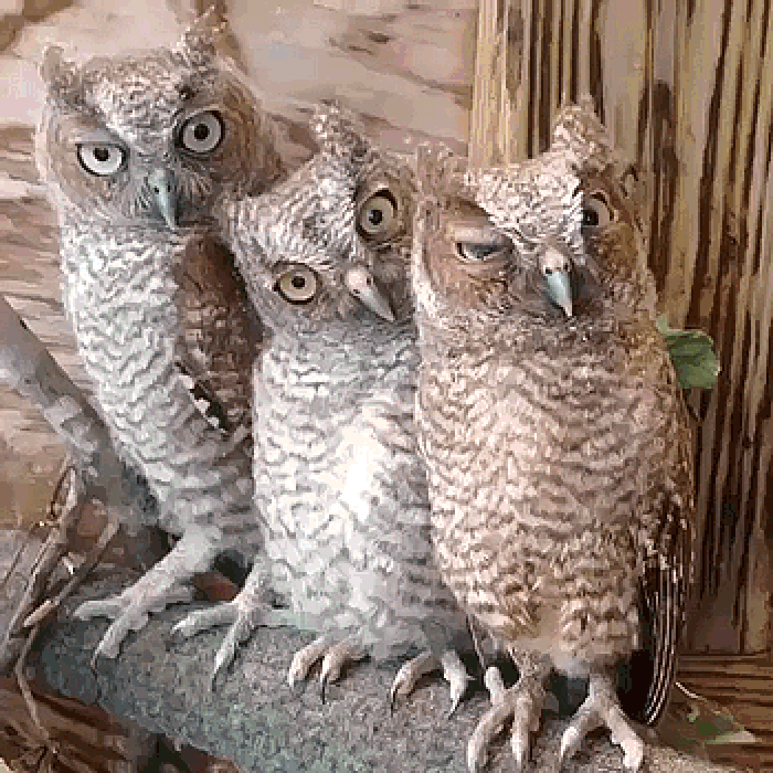 猫头鹰 眨眼 动物 可爱