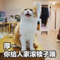 猫咪 搞笑 可爱 斗图 厚~你给人家滚犊子哦