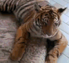 厉害了 萌宠 笑死人 搞笑
