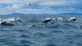 鲸鱼 游泳 海水 浪花