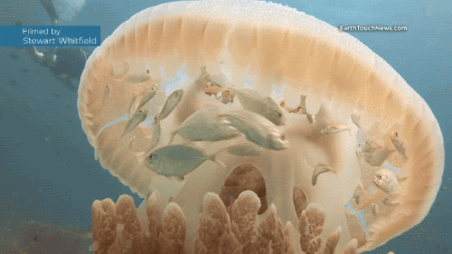 动物  鱼  水母 蠕动