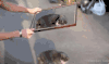 猫咪 魔术 配合