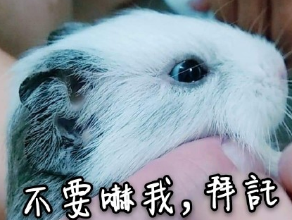 竹鼠 可爱 萌宠 文字表情包 逗