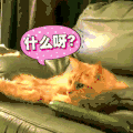 喵星人 猫 可爱 萌宠