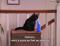 猫咪 披萨 饥饿  看