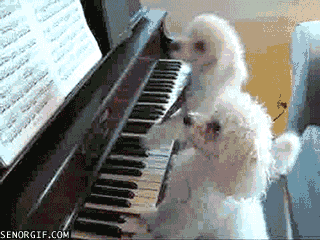 贵宾犬 poodle 玩耍 钢琴