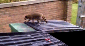 浣熊 raccoon 短腿 搞笑 蠢萌