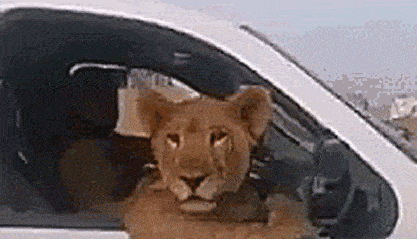 狮子 汽车 看风景 趴窗户