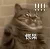 萌宠 猫星人 惊讶 惊呆 呆萌 可爱