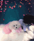 狗狗 婚纱 婚礼 鲜花 可爱