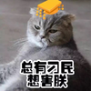 猫咪 高冷 皇帝 总有刁民想害朕