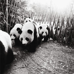 熊猫 排排走 萌化了 天然呆 动物 panda