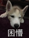 萌宠 汪星人 困懵 怎么这么困 可爱 憨憨