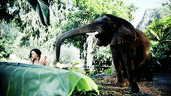 凯蒂·佩里 Katy+Perry 大象  猴子