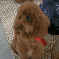 贵宾犬 poodle 摇头 延时