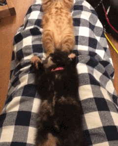喵星人 奶猫 猫咪 萌宠 猫