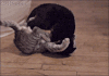 喵星人 打架 功夫猫 可怕 牛逼 活久见