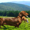 狗 腊肠狗 草地 森林 吐舌头 萌萌哒 dog