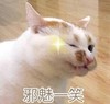 萌宠 猫星人 邪魅一笑 撩 搞怪 逗