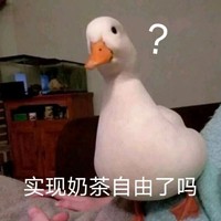 萌宠 鸭子 实现奶茶自由了吗 好奇 呆萌 可爱