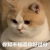 萌宠 猫星人 你知不知道你好过分 生气 搞怪 呆萌